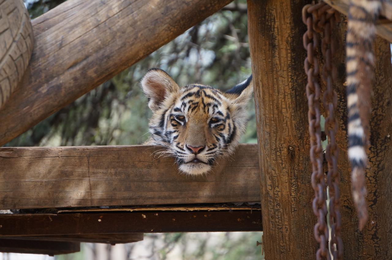 Boskoppie Lion & Tiger Reserve Kroonstad Exterior photo