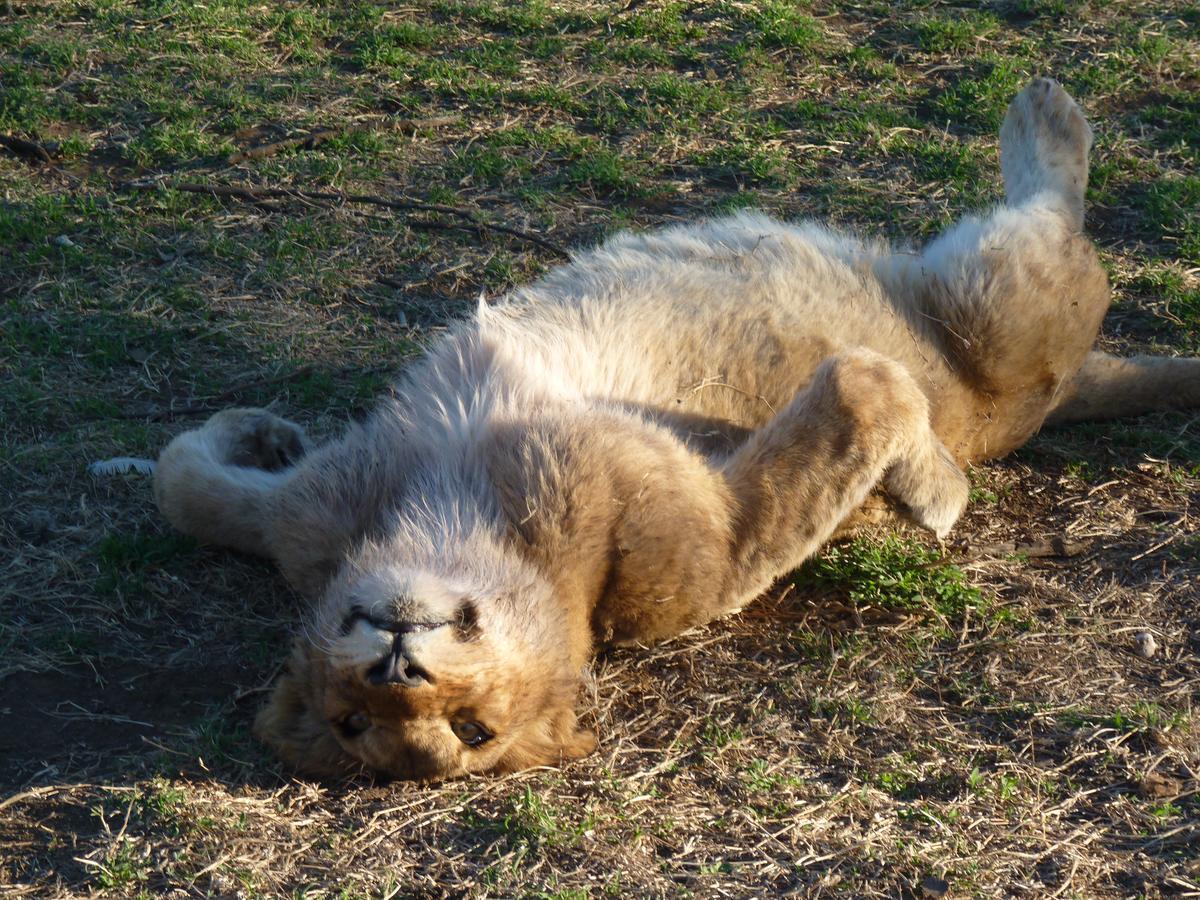Boskoppie Lion & Tiger Reserve Kroonstad Exterior photo