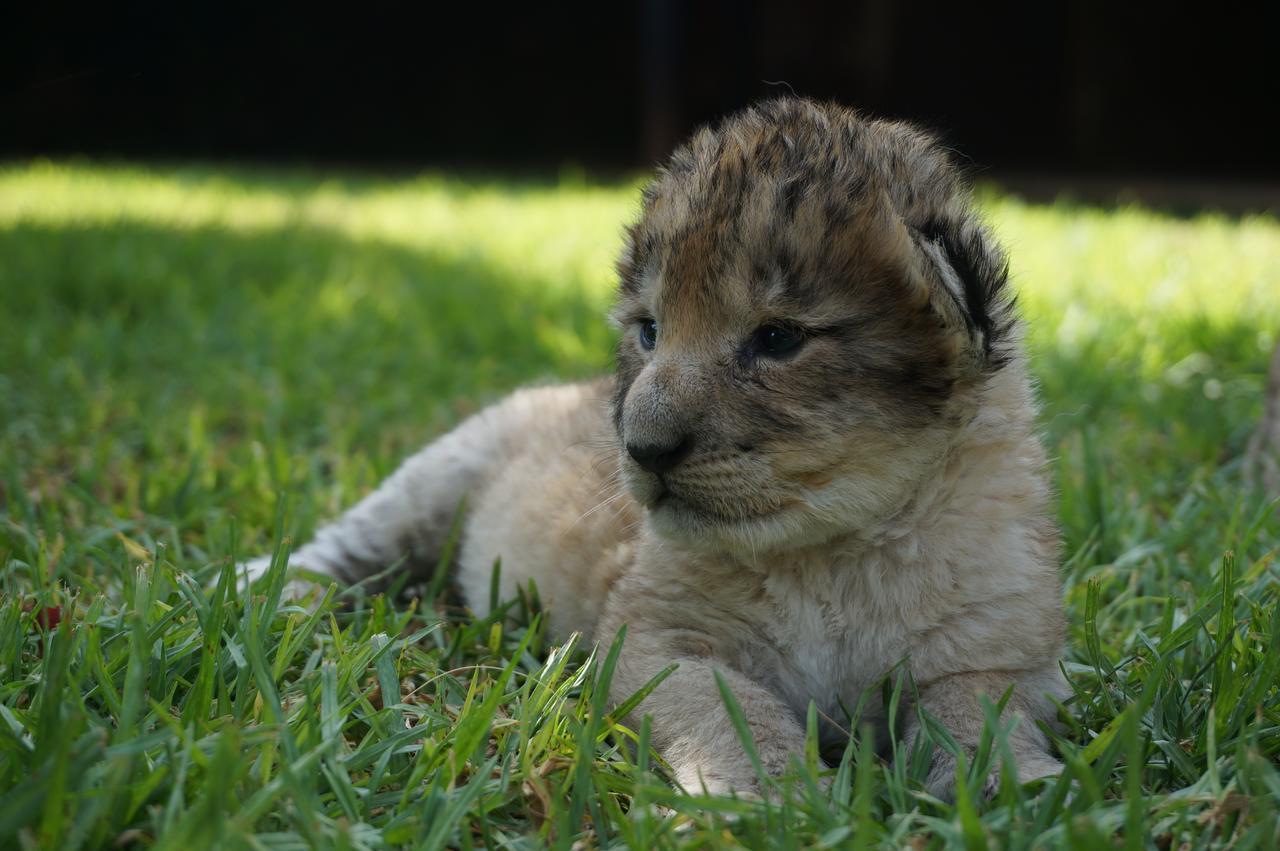 Boskoppie Lion & Tiger Reserve Kroonstad Exterior photo