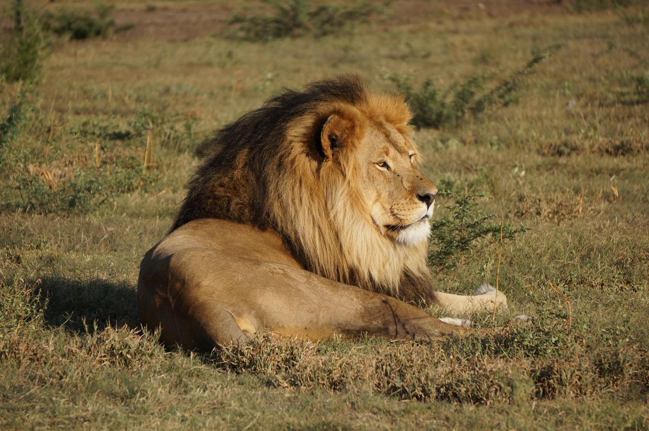Boskoppie Lion & Tiger Reserve Kroonstad Exterior photo